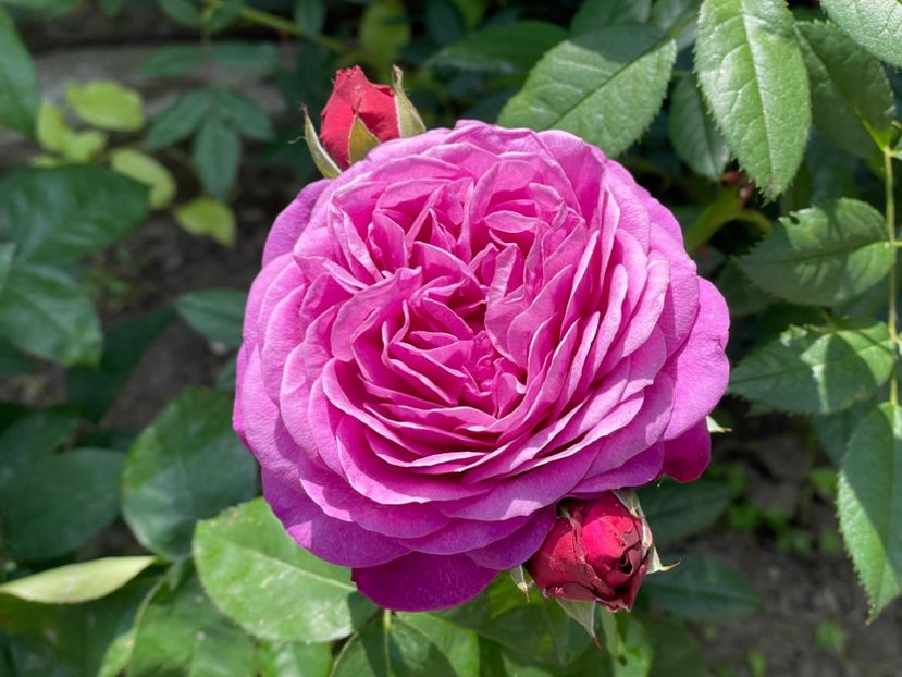  - 001 Trandafiri 2024