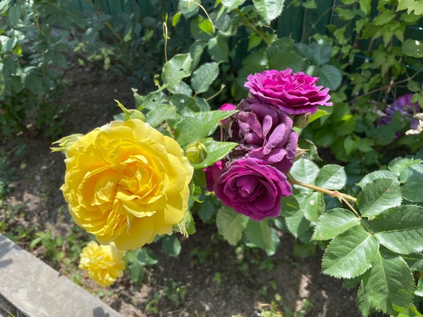  - 001 Trandafiri 2024