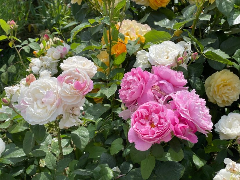  - 001 Trandafiri 2024