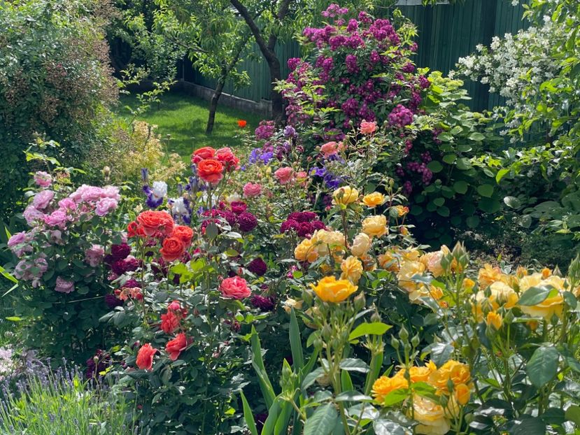  - 001 Trandafiri 2024