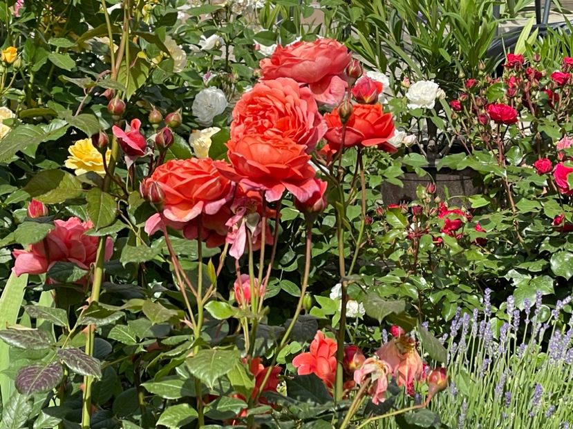  - 001 Trandafiri 2024