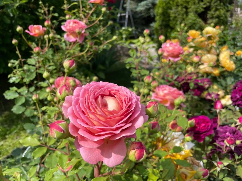  - 001 Trandafiri 2024