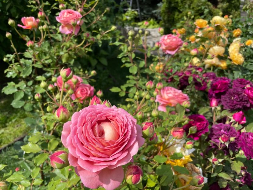  - 001 Trandafiri 2024