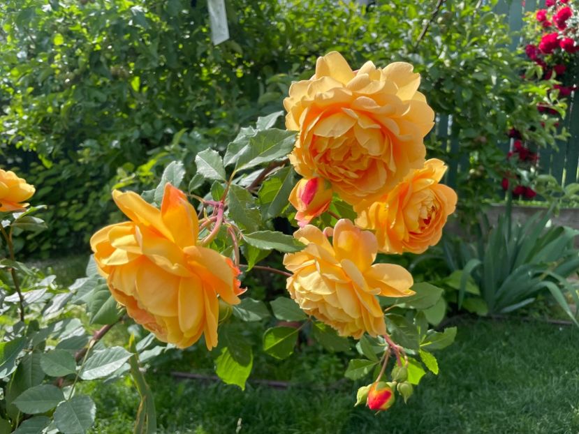  - 001 Trandafiri 2024