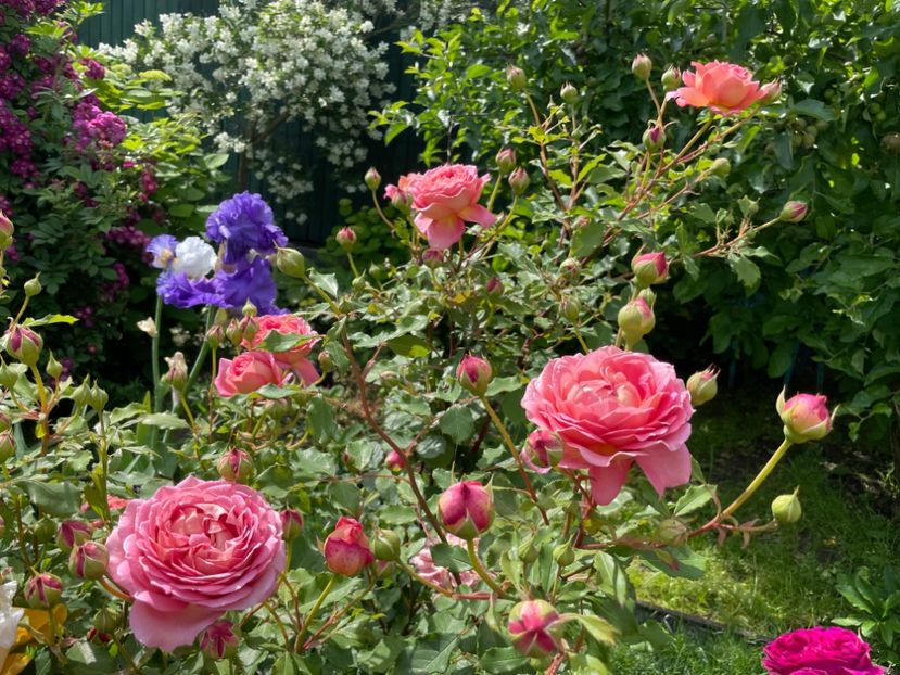  - 001 Trandafiri 2024