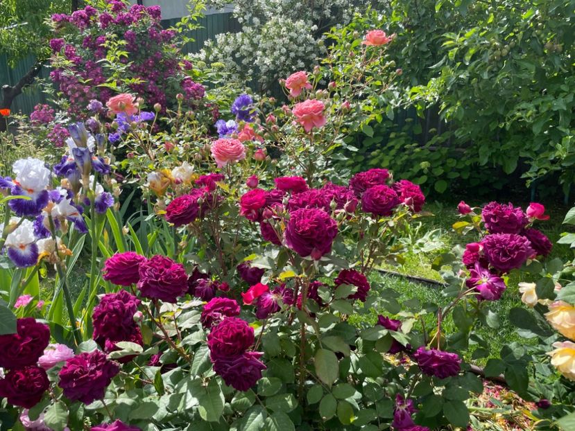  - 001 Trandafiri 2024