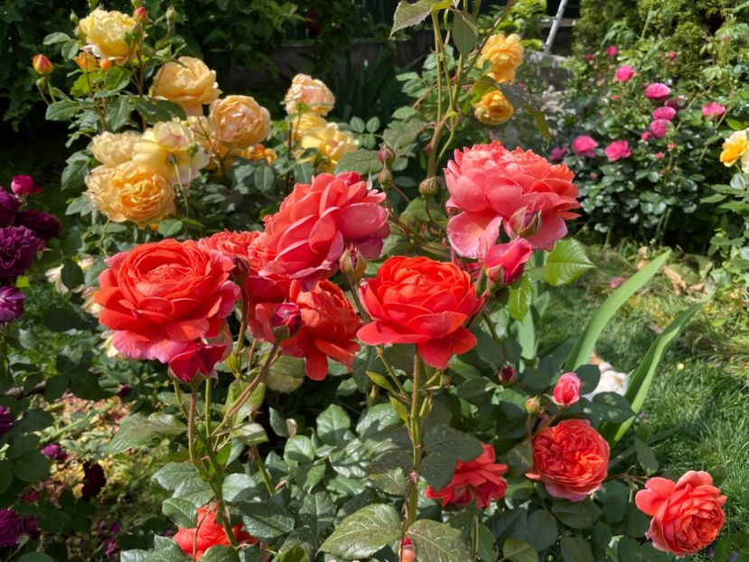  - 001 Trandafiri 2024