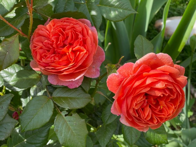  - 001 Trandafiri 2024