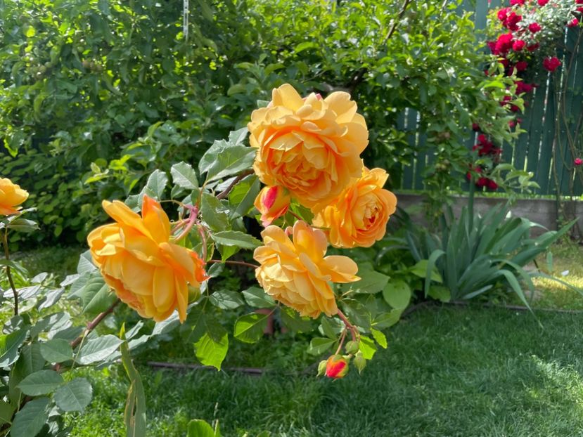  - 001 Trandafiri 2024