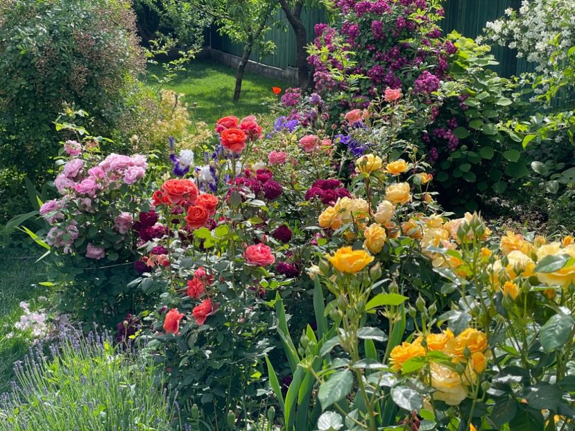  - 001 Trandafiri 2024