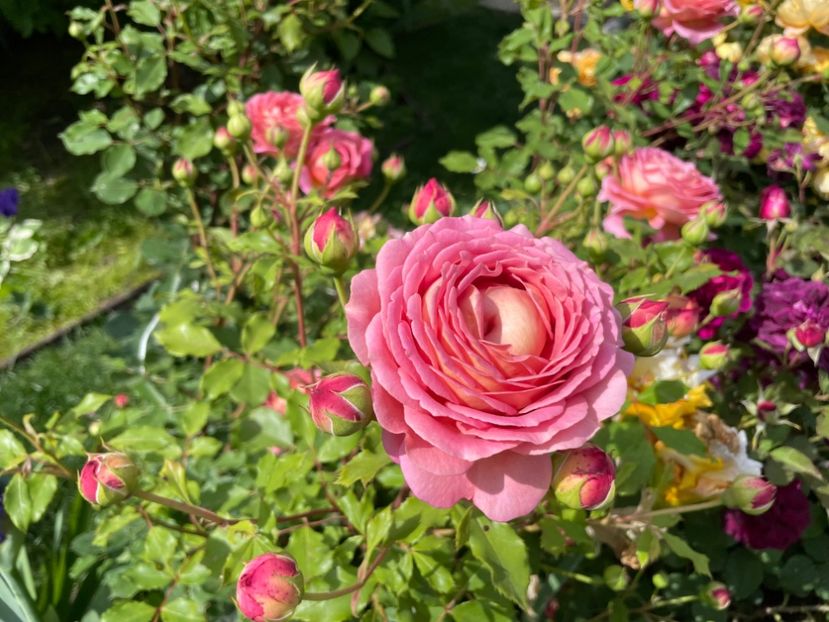  - 001 Trandafiri 2024