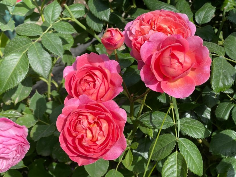  - 001 Trandafiri 2024