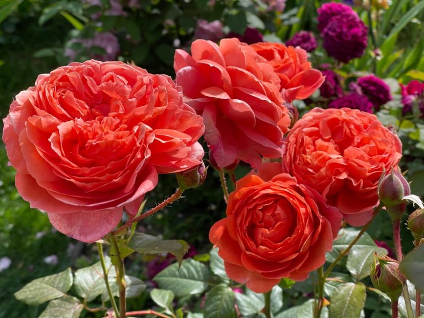  - 001 Trandafiri 2024