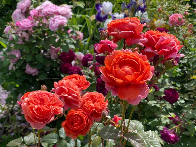  - 001 Trandafiri 2024