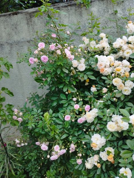  - Ghislaine de Feligonde