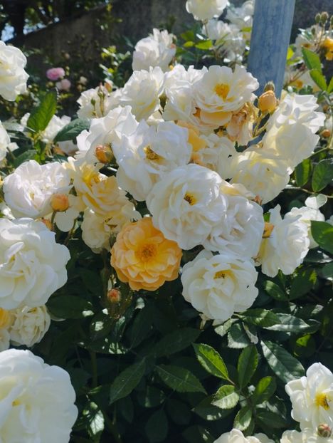  - Ghislaine de Feligonde