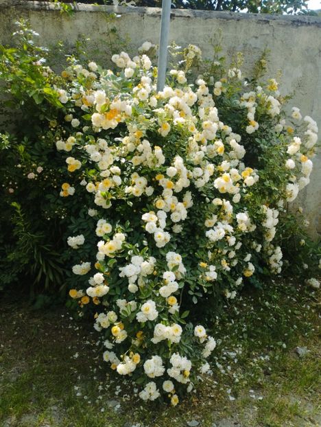  - Ghislaine de Feligonde