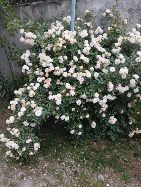  - Ghislaine de Feligonde