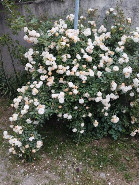  - Ghislaine de Feligonde