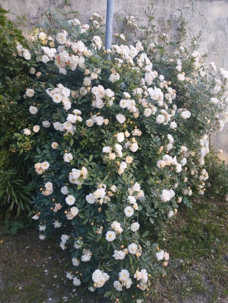  - Ghislaine de Feligonde