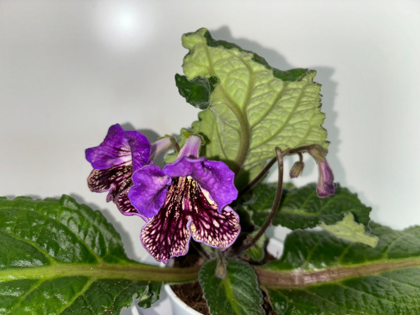  - Plante de interior 2024