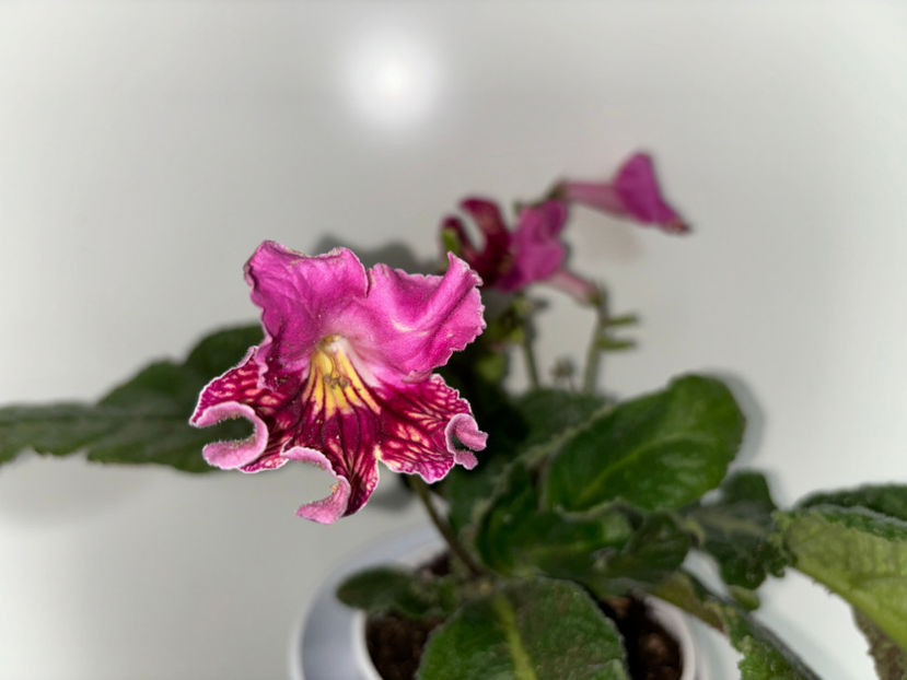  - Plante de interior 2024