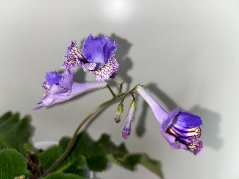  - Plante de interior 2024