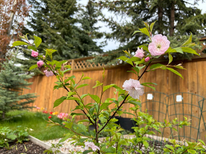  - Jurnalul gradinii 2024