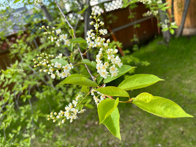  - Jurnalul gradinii 2024