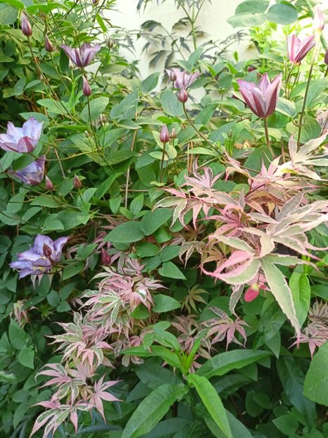  - Grădina 2024 continuare 3