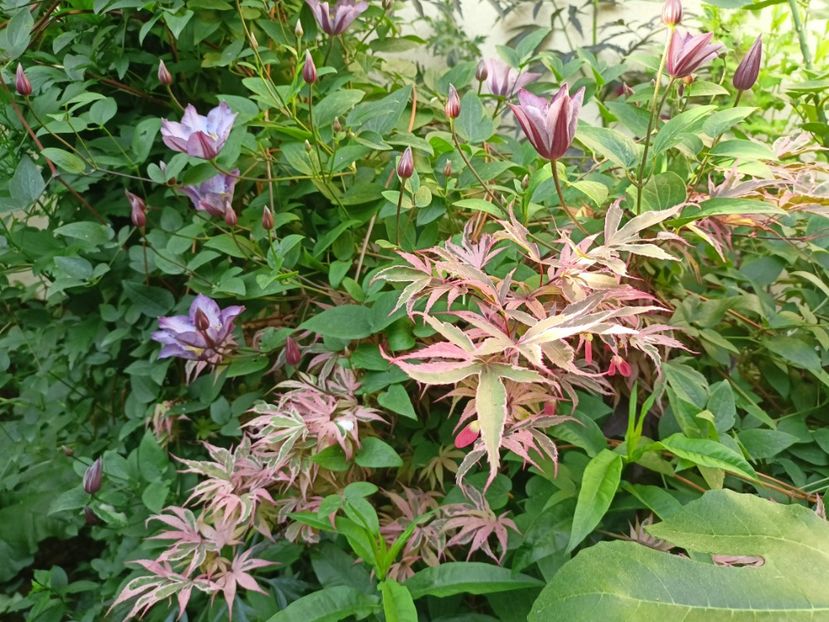  - Grădina 2024 continuare 3