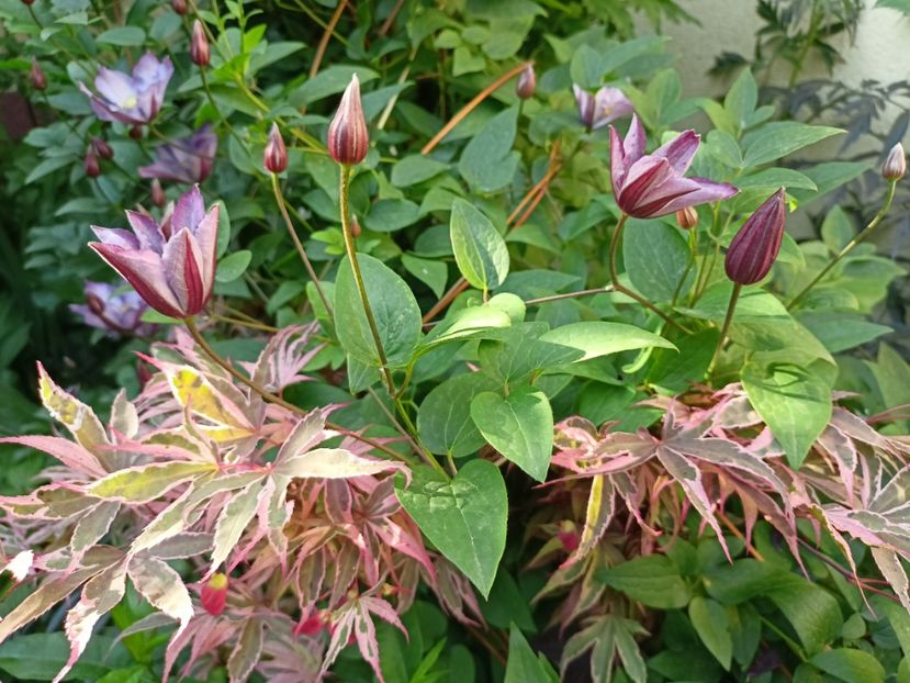  - Grădina 2024 continuare 3