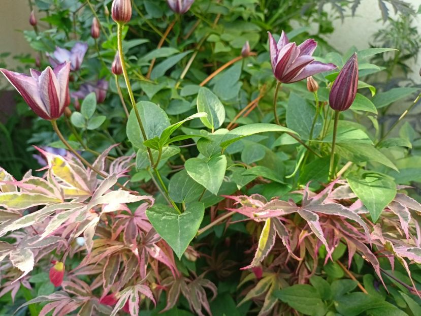  - Grădina 2024 continuare 3