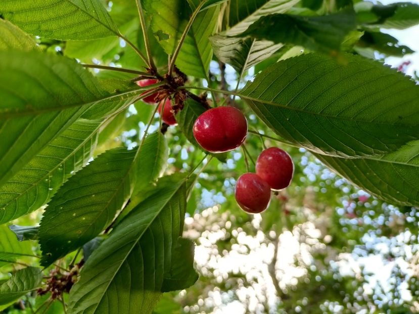  - Grădina 2024 continuare 3