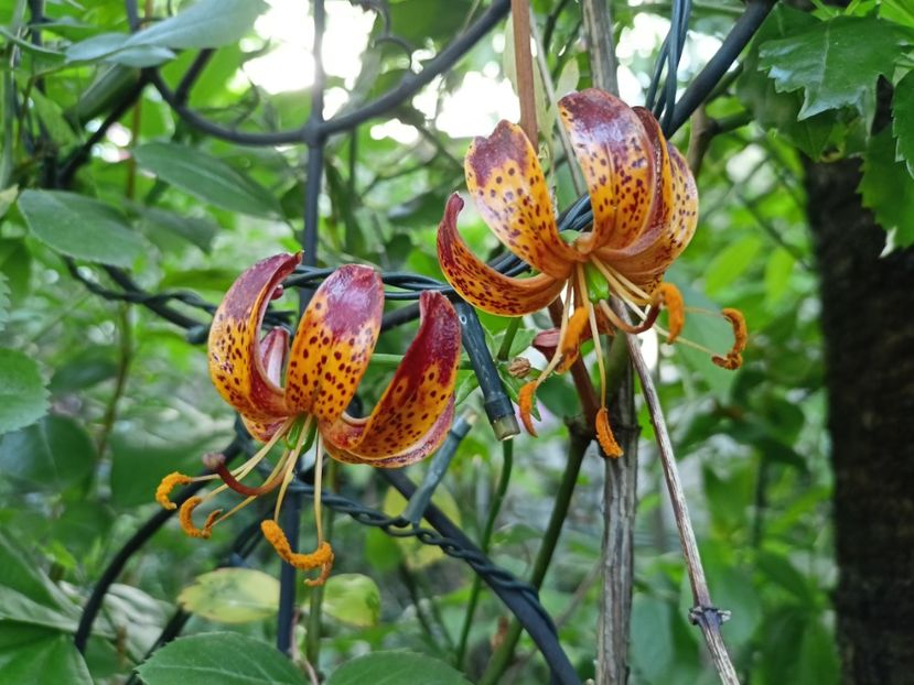 Crin Martagon "Claude Shride" - Grădina 2024 continuare 3