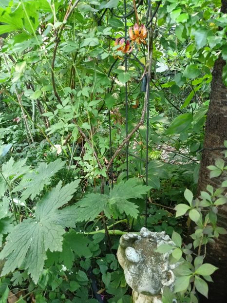  - Grădina 2024 continuare 3