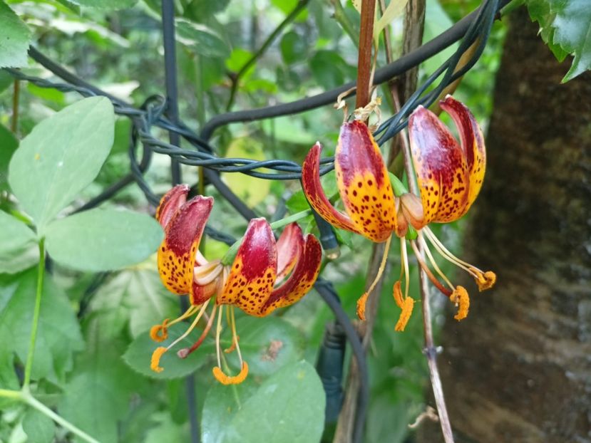  - Grădina 2024 continuare 3