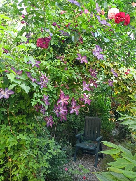  - Grădina 2024 continuare 3