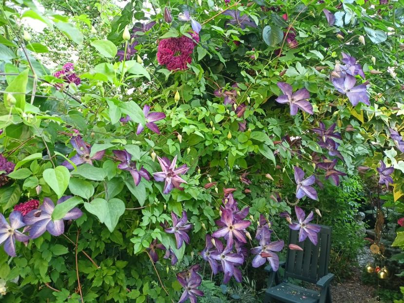  - Grădina 2024 continuare 3