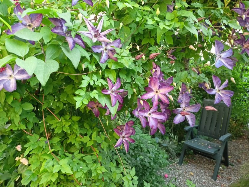  - Grădina 2024 continuare 3