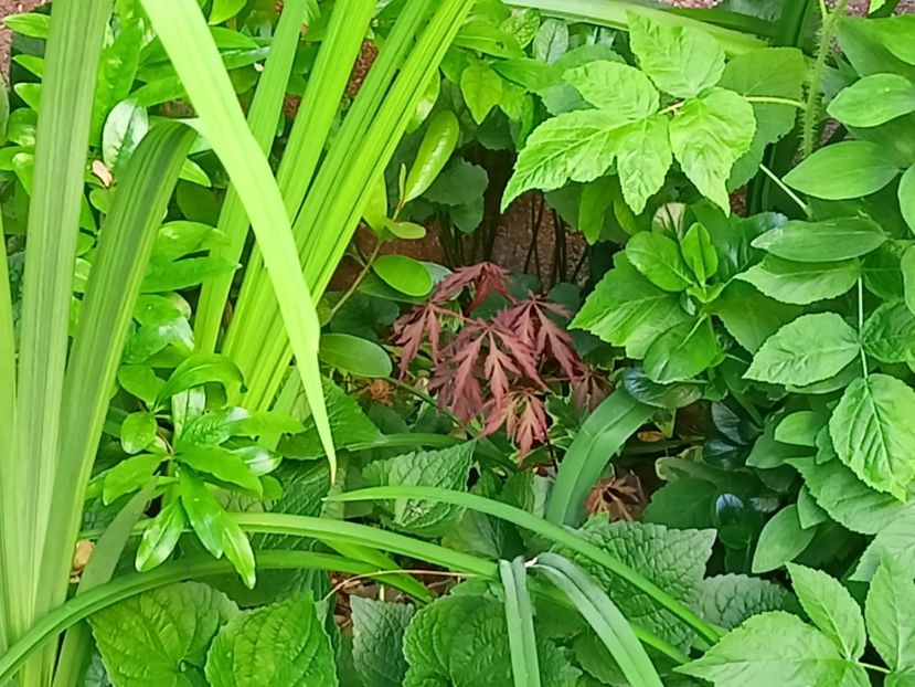 Acer "Royal Garnet" - Grădina 2024 continuare 3