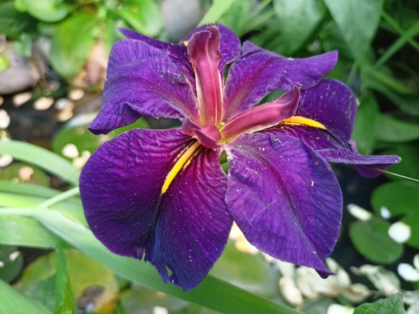  - Grădina 2024 continuare 3