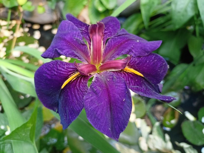  - Grădina 2024 continuare 3