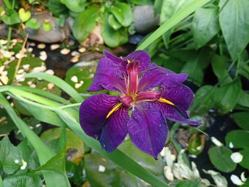  - Grădina 2024 continuare 3