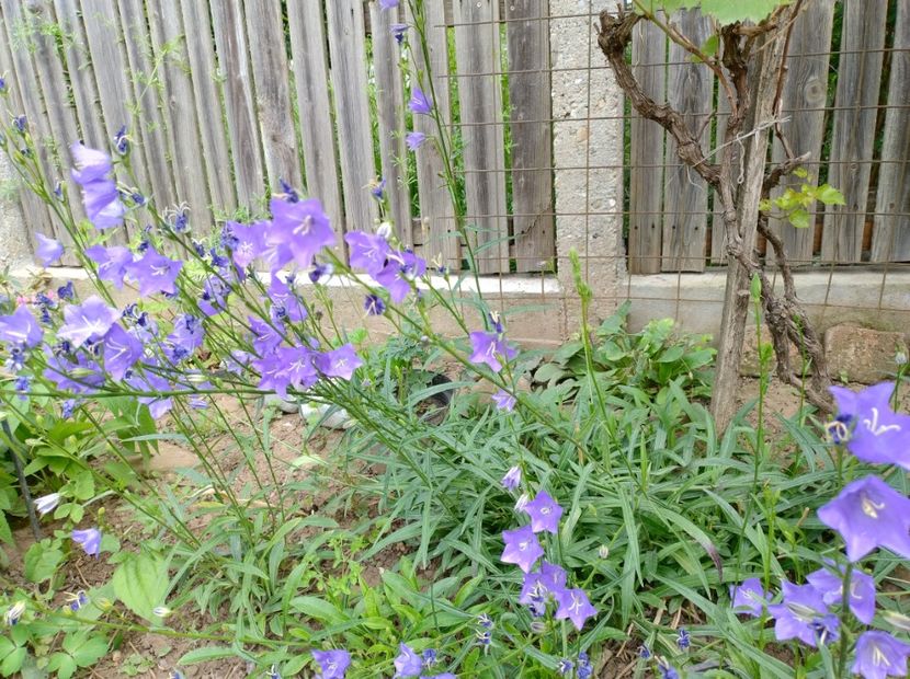  - Flori de gradină-2024