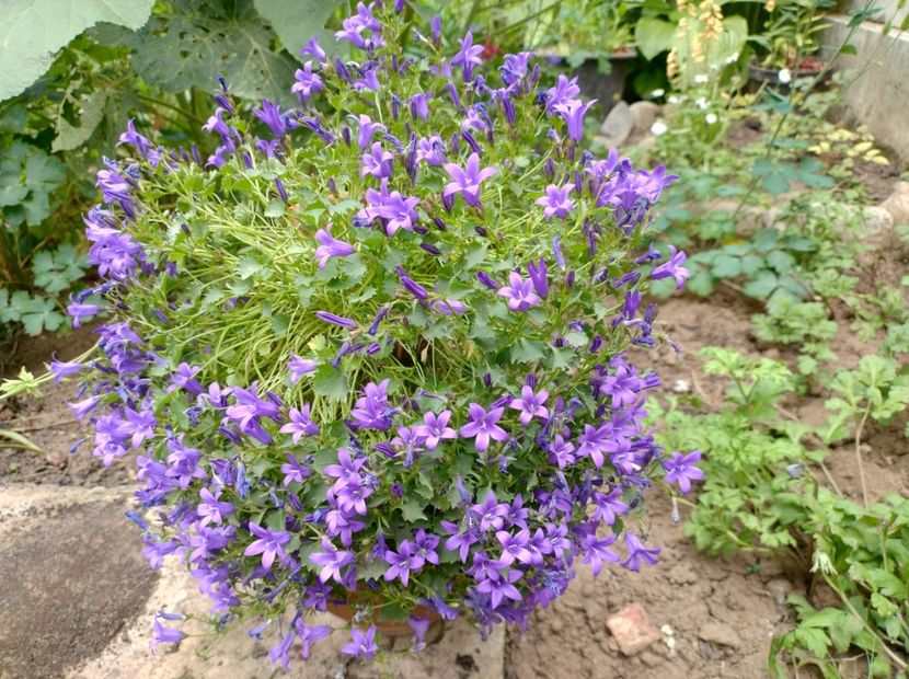  - Flori de gradină-2024