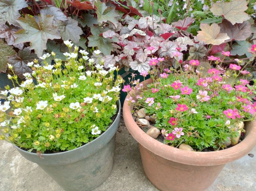  - Flori de gradină-2024