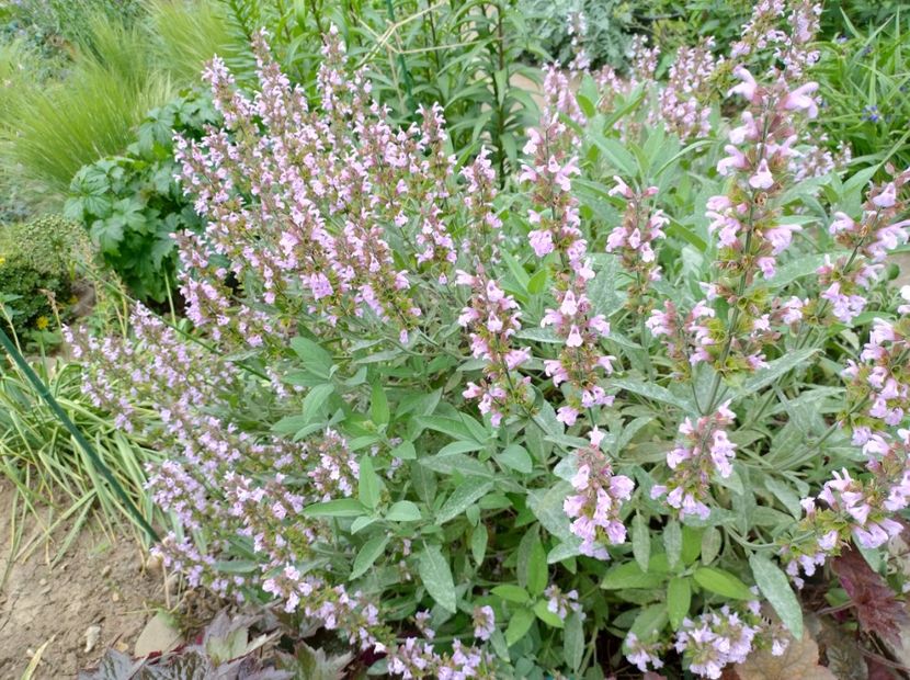  - Flori de gradină-2024