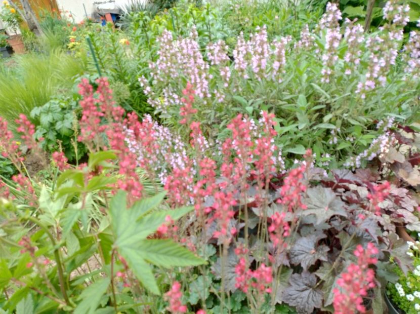  - Flori de gradină-2024