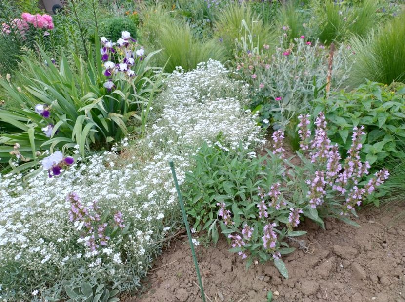  - Flori de gradină-2024